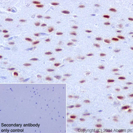 Immunohistochemistry (Formalin/PFA-fixed paraffin-embedded sections) - Anti-JunD antibody [EPR17365] - BSA and Azide free (AB250511)