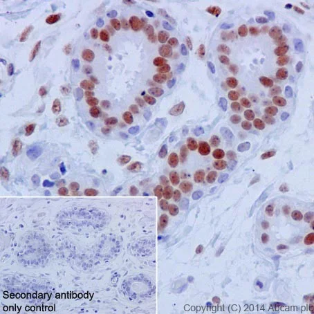 Immunohistochemistry (Formalin/PFA-fixed paraffin-embedded sections) - Anti-JunD antibody [EPR17365] - BSA and Azide free (AB250511)
