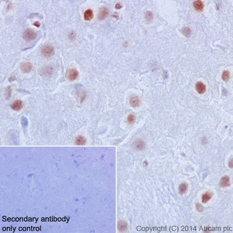 Immunohistochemistry (Formalin/PFA-fixed paraffin-embedded sections) - Anti-JunD antibody [EPR17365] - BSA and Azide free (AB250511)
