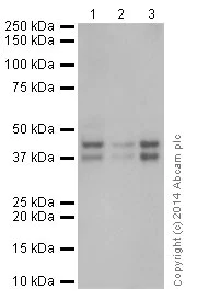Western blot - Anti-JunD antibody [EPR17365] - BSA and Azide free (AB250511)