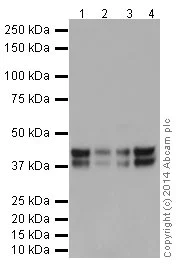 Western blot - Anti-JunD antibody [EPR17365] - BSA and Azide free (AB250511)