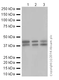 Western blot - Anti-JunD antibody [EPR17365] - BSA and Azide free (AB250511)