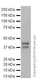 Western blot - Anti-JunD antibody [EPR17365] - BSA and Azide free (AB250511)