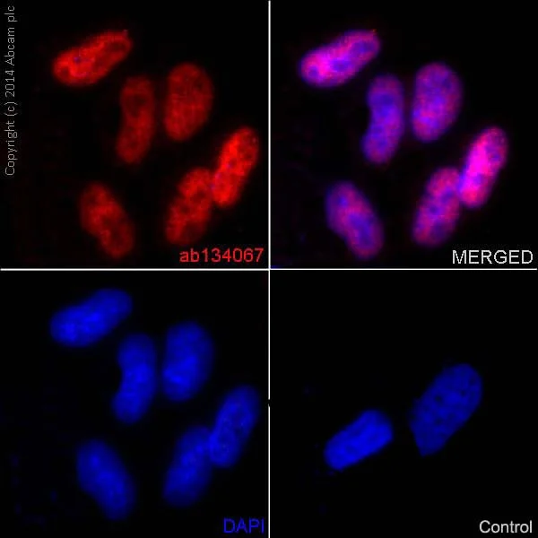 Immunocytochemistry/ Immunofluorescence - Anti-JunD antibody [EPR6520] - BSA and Azide free (AB248667)