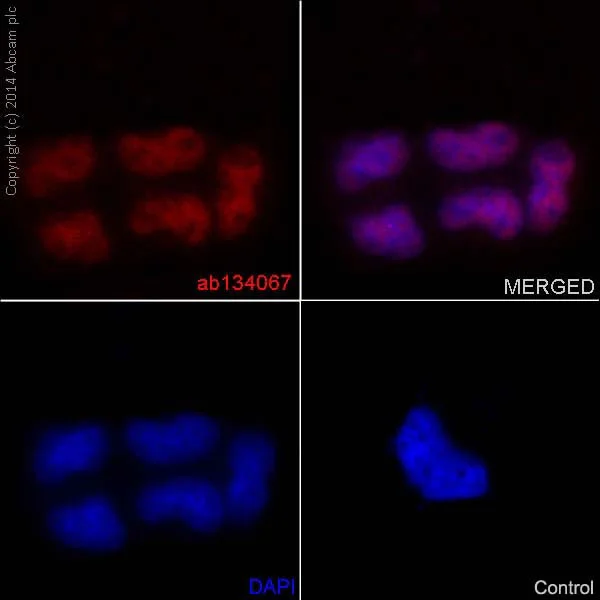 Immunocytochemistry/ Immunofluorescence - Anti-JunD antibody [EPR6520] - BSA and Azide free (AB248667)