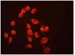 Immunocytochemistry/ Immunofluorescence - Anti-JunD antibody [EPR6520] - BSA and Azide free (AB248667)