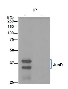 Immunoprecipitation - Anti-JunD antibody [EPR6520] - BSA and Azide free (AB248667)