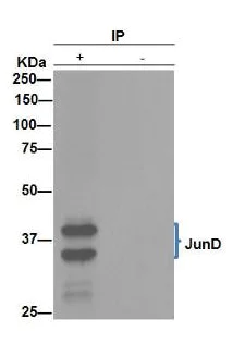 Immunoprecipitation - Anti-JunD antibody [EPR6520] - BSA and Azide free (AB248667)