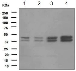 Western blot - Anti-JunD antibody [EPR6520] - BSA and Azide free (AB248667)