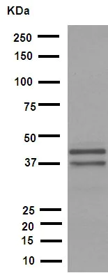 Western blot - Anti-JunD antibody [EPR6520] - BSA and Azide free (AB248667)