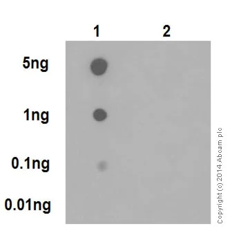 Dot Blot - Anti-JunD (phospho S100) + c-Jun (phospho S73) antibody [EPR16586] (AB178858)