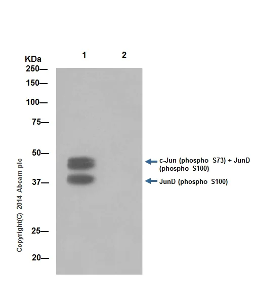 Immunoprecipitation - Anti-JunD (phospho S100) + c-Jun (phospho S73) antibody [EPR16586] (AB178858)