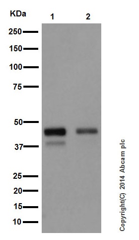 Anti-JunD (phospho S100) + c-Jun (phospho S73) antibody