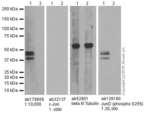 Western blot - Anti-JunD (phospho S100) + c-Jun (phospho S73) antibody [EPR16586] (AB178858)
