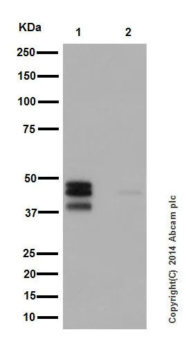 Western blot - Anti-JunD (phospho S100) + c-Jun (phospho S73) antibody [EPR16586] (AB178858)