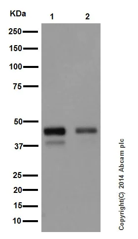 Western blot - Anti-JunD (phospho S100) + c-Jun (phospho S73) antibody [EPR16586] - BSA and Azide free (AB250081)