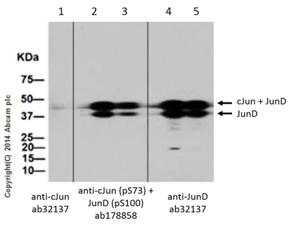 Western blot - Anti-JunD (phospho S100) + c-Jun (phospho S73) antibody [EPR16586] - BSA and Azide free (AB250081)