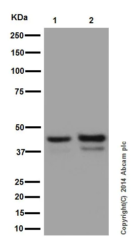 Western blot - Anti-JunD (phospho S100) + c-Jun (phospho S73) antibody [EPR16586] - BSA and Azide free (AB250081)