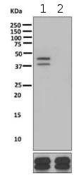 Western blot - Anti-JunD (phospho S255) antibody [EPR6461(2)] - BSA and Azide free (AB248863)