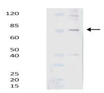 Western blot - Anti-Junin antibody (AB190477)