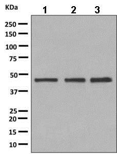 Western blot - Anti-K23 antibody [EPR10943] - BSA and Azide free (AB249264), expandable thumbnail
