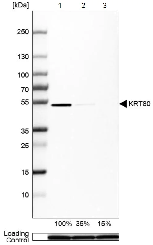 Western blot - Anti-K80 antibody (AB222325)