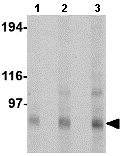 Western blot - Anti-KA1 antibody (AB67404)