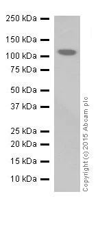 Western blot - Anti-KA1 antibody [EPR18322] - BSA and Azide free (AB251434)
