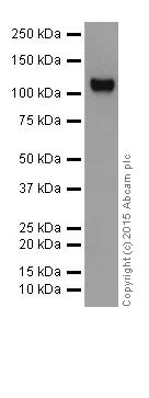 Western blot - Anti-KA1 antibody [EPR18322] - BSA and Azide free (AB251434)