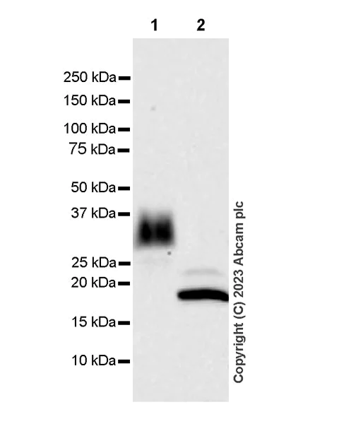 Western blot - Anti-KACL antibody [EPR27403-26] - BSA and Azide free (AB309103)