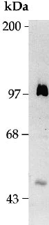 Western blot - Anti-Kaiso antibody [6F / 6F8] (AB12723)