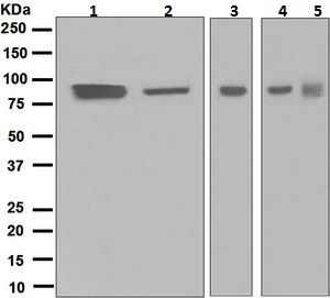 Western blot - Anti-Kaiso antibody [EPR4668] (AB124777)