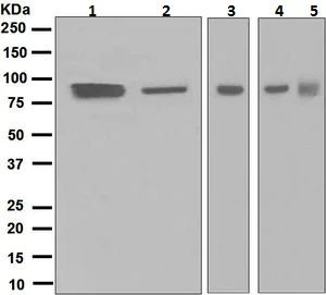 Western blot - Anti-Kaiso antibody [EPR4668] (AB124777)