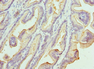 Immunohistochemistry (Formalin/PFA-fixed paraffin-embedded sections) - Anti-Kallikrein 10/K10 antibody (AB229690)