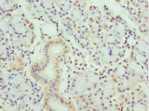 Immunohistochemistry (Formalin/PFA-fixed paraffin-embedded sections) - Anti-Kallikrein 10/K10 antibody (AB229690)