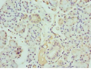 Immunohistochemistry (Formalin/PFA-fixed paraffin-embedded sections) - Anti-Kallikrein 10/K10 antibody (AB229968)