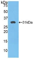 Western blot - Anti-Kallikrein 11 antibody (AB233278)