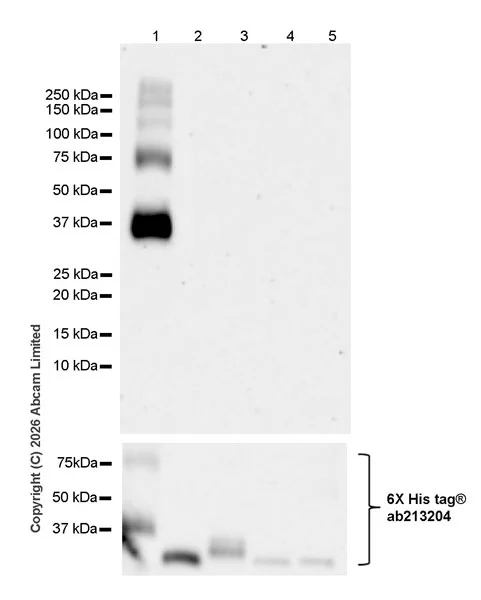 Western blot - Anti-Kallikrein-11 antibody [EPR31011-525R] (AB326566)