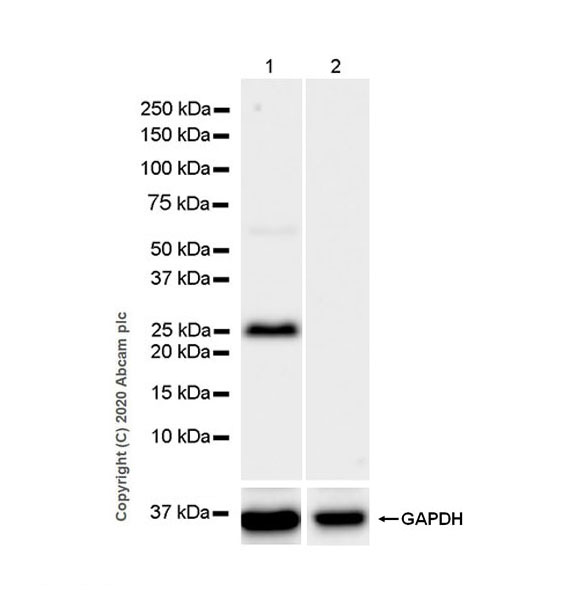 Western blot - Anti-Kallikrein 14 antibody [EPR23570-293] (AB278500)