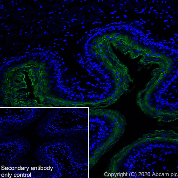 Immunohistochemistry (Frozen sections) - Anti-Kallikrein 14 antibody [EPR23570-293] - BSA and Azide free (AB278506)