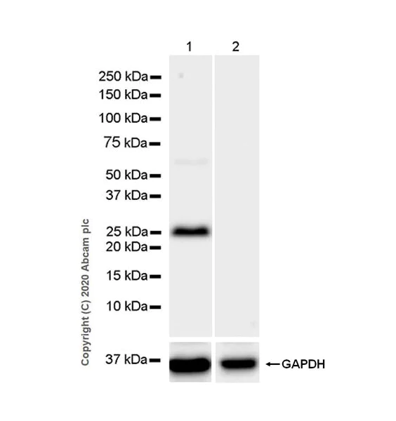 Western blot - Anti-Kallikrein 14 antibody [EPR23570-293] - BSA and Azide free (AB278506)