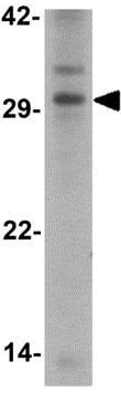 Western blot - Anti-Kallikrein 4 antibody (AB181402)