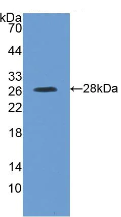 Western blot - Anti-Kallikrein 4 antibody (AB231048)