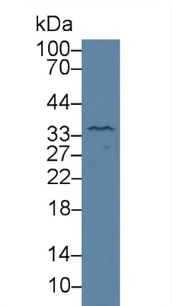 Western blot - Anti-Kallikrein 4 antibody (AB231048)