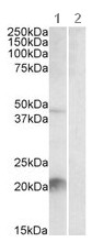 Western blot - Anti-Kallikrein 6 antibody (AB109295)
