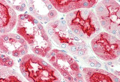 Immunohistochemistry (Formalin/PFA-fixed paraffin-embedded sections) - Anti-Kallikrein 6 antibody (AB191281), expandable thumbnail