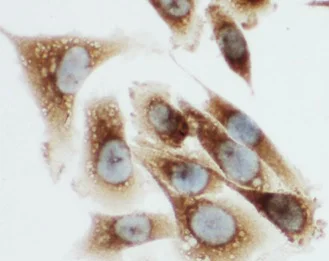 Immunocytochemistry/ Immunofluorescence - Anti-Kallikrein 6 antibody - C-terminal (AB190924)