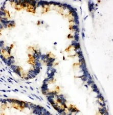 Immunohistochemistry (Formalin/PFA-fixed paraffin-embedded sections) - Anti-Kallikrein 6 antibody - C-terminal (AB190924)