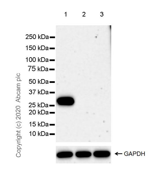 Western blot - Anti-Kallikrein 6 antibody [EPR23352-128] (AB272717)