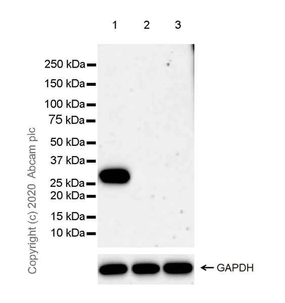 Western blot - Anti-Kallikrein 6 antibody [EPR23352-128] (AB272717)